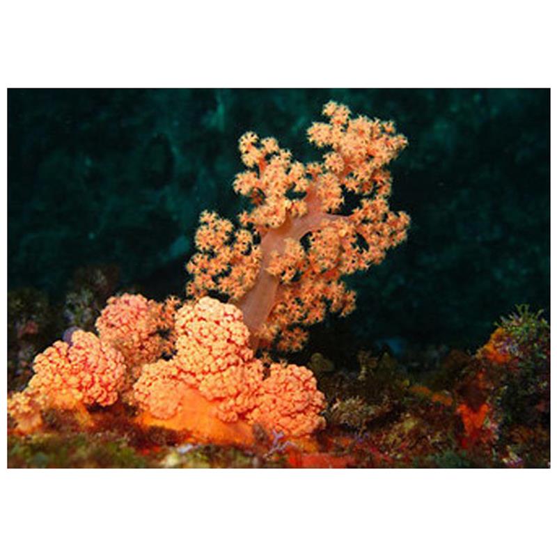 Red Orange Silk Coral - imagine 5
